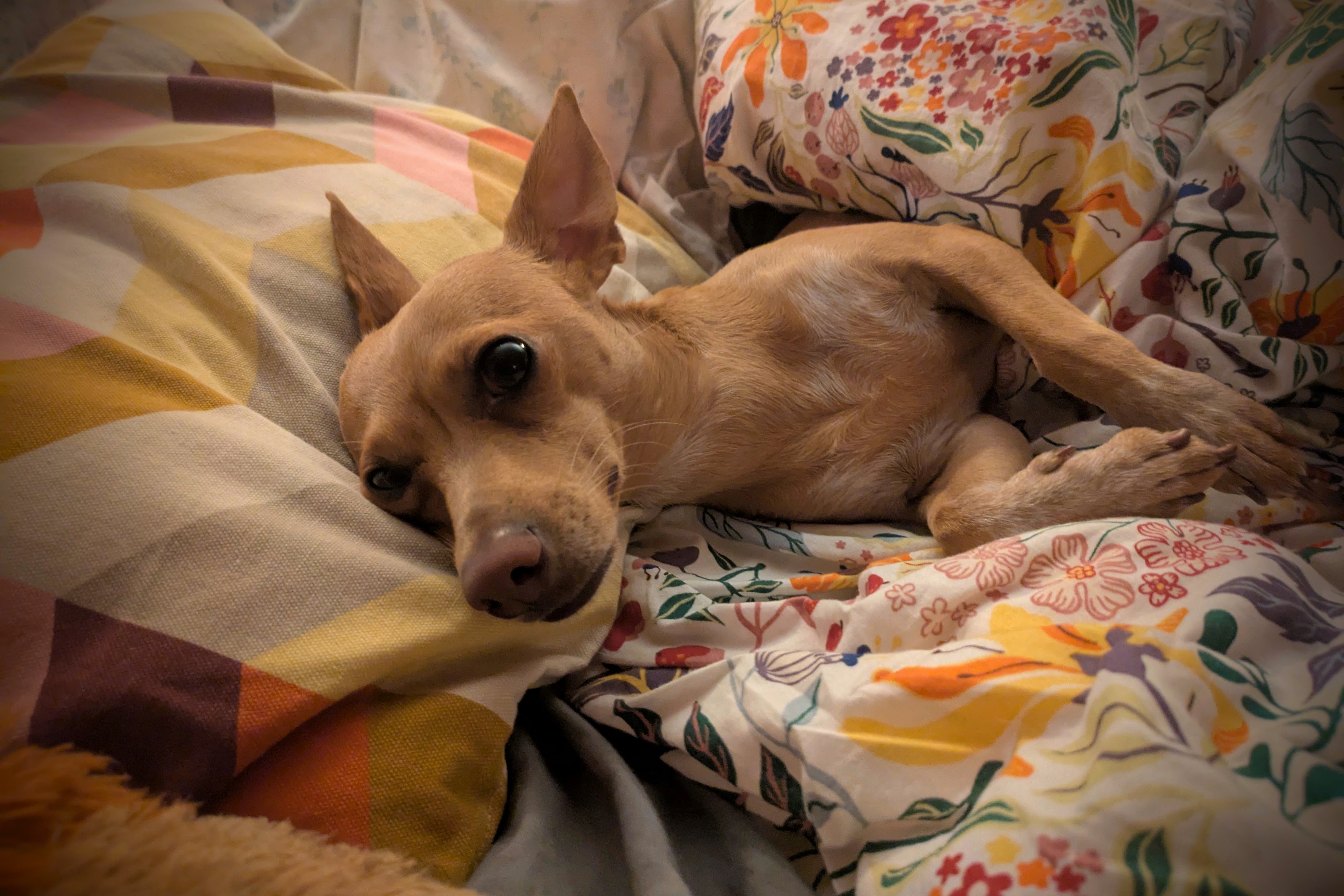 A chihuahua cozy in some blankets